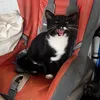 tomascat24