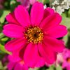 flower_therapy_2
