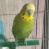 carmilladamb