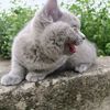 sunnyhomepets