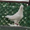 abuahmet436