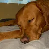 hailey_thefoxredlab