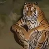 dunggdung250