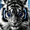 mohdnazir557