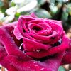 lessugar28