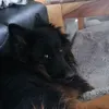 stiefzombie