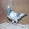 『 🇮🇶⃤الزاجل عشق لا ينتهي 』