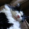 furmomma10