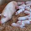 Granja tapigs pic 🐖