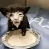 imbatri
