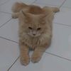 electric.catz