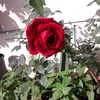 fahadalbarare