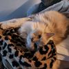 nancyandwaffles