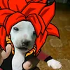 dogue8gsw
