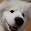 sgdgdking
