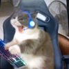 gaming_cat2