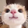 hihihaahaew