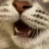 nasta_3533