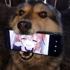 jagodowy_sok
