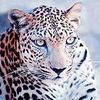 leo.women4