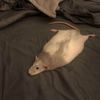 rat_who_likes_rosess