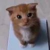belzu_b