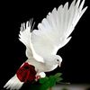 user90805869986241