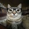 viole_751