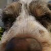 bakercockapoo
