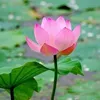 yennguyen98527