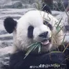 bng65389