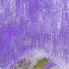 thanhtunguyen2056