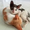 silviatletikmew