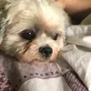 iluvmydog3000