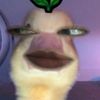 mslmarka