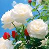 user1276619120298