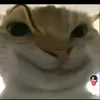 conmeownhechmep