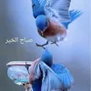 39ibrahi2