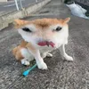 dyx2om1iwjcg