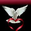 aliblushi20