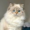 huda_iman.i