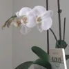 lolita680509