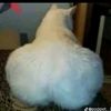 tera_cot