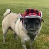 russelthepug
