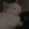 _nptz