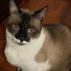 catmominthesouth