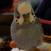 lucas_the_budgie