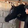 🐎ئەسپی ڕەسەنی کوردی🐎