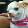 doggoo_3