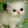 tats_uki